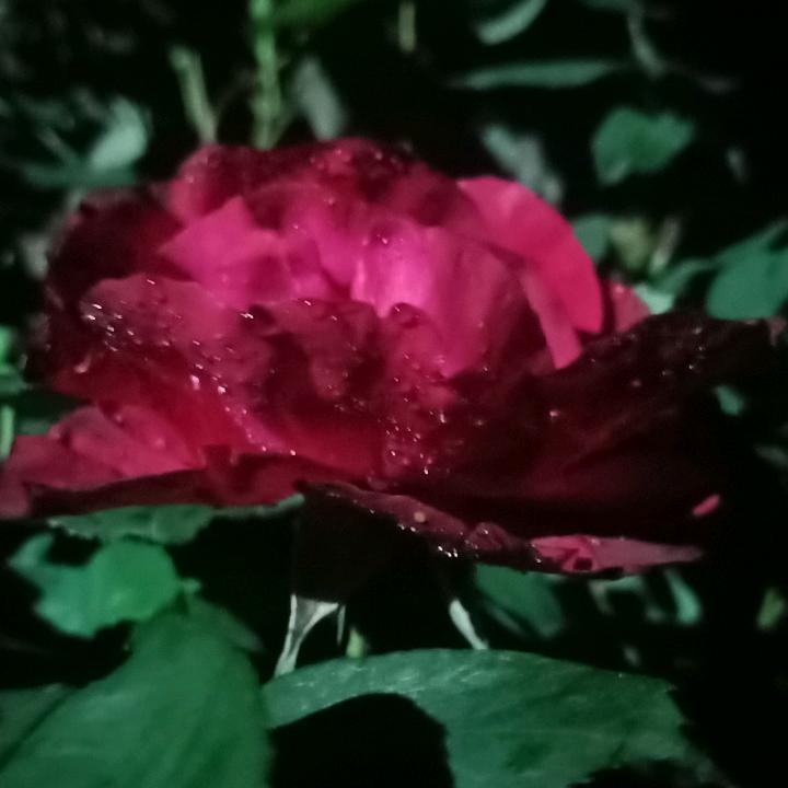 八个宝贝的奶奶