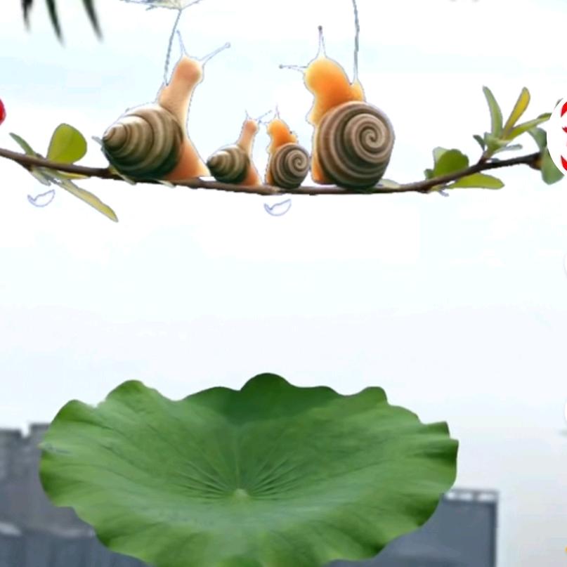 悟里看花