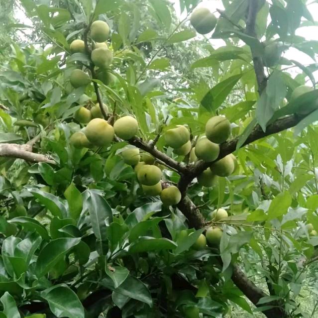 他们叫我杨师傅