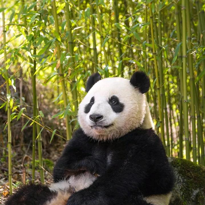 独来独往
