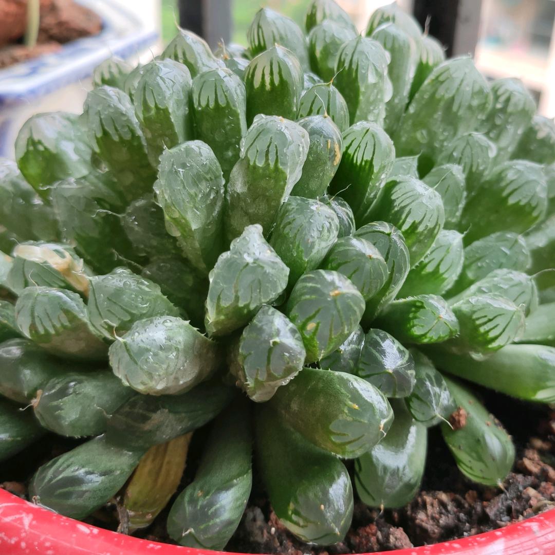 悦耳