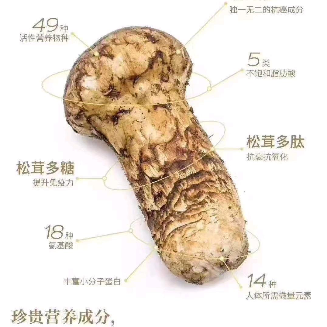 康巴儿子