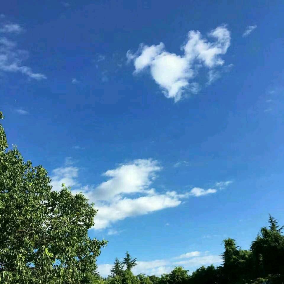 ✨星雲✨
