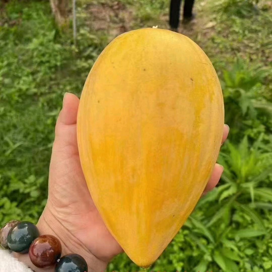 龙水苗场  (龙州县)