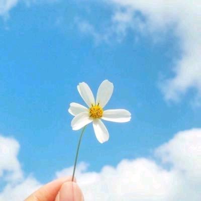 向日葵🌻