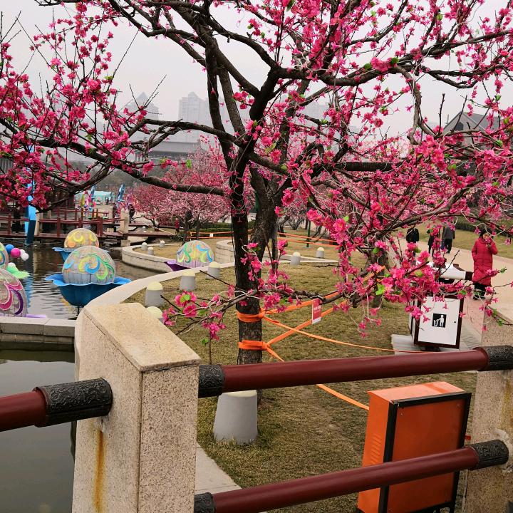 夕阳红