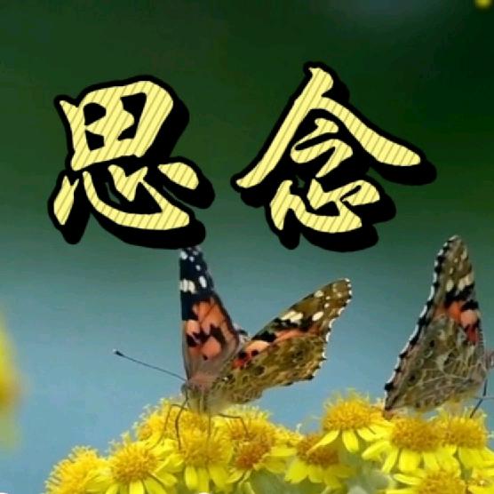 爸爸的丫丫