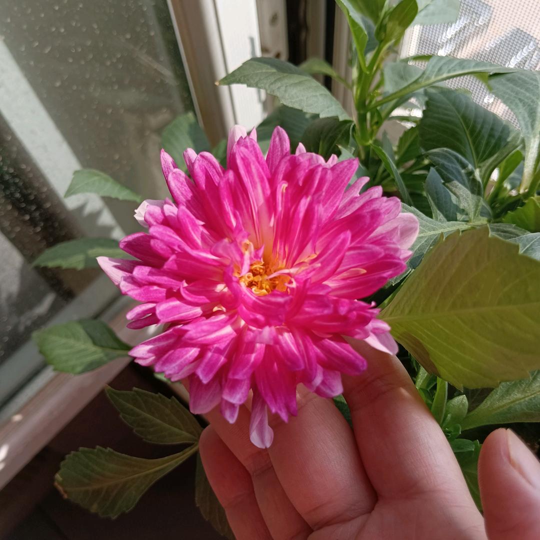 美好生活🌹
