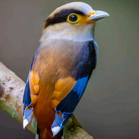 @༊ღ我姓平❤️＆＊꧔ꦿ᭄