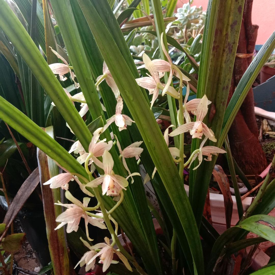 冬冬