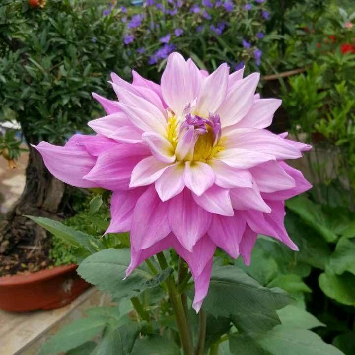 🌸花语🌸