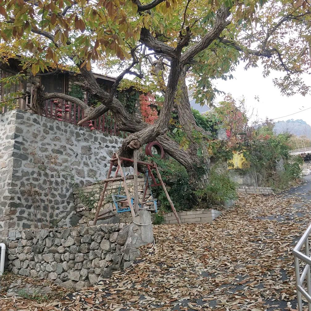 怀柔山朵茶民宿