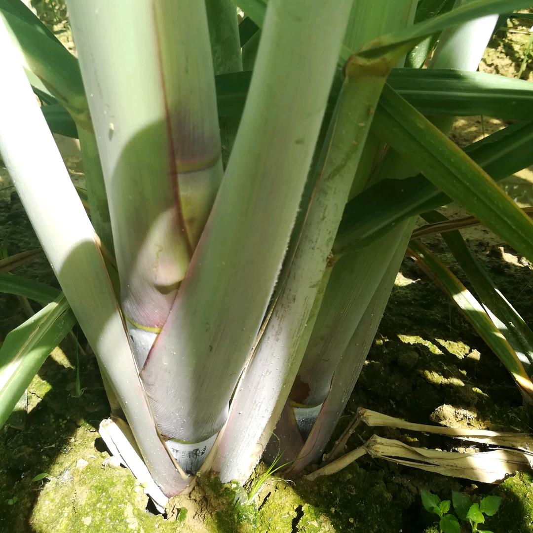 甘蔗种植技术