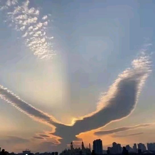 成都海霸王猪副冻品批发