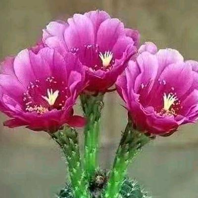 拉次