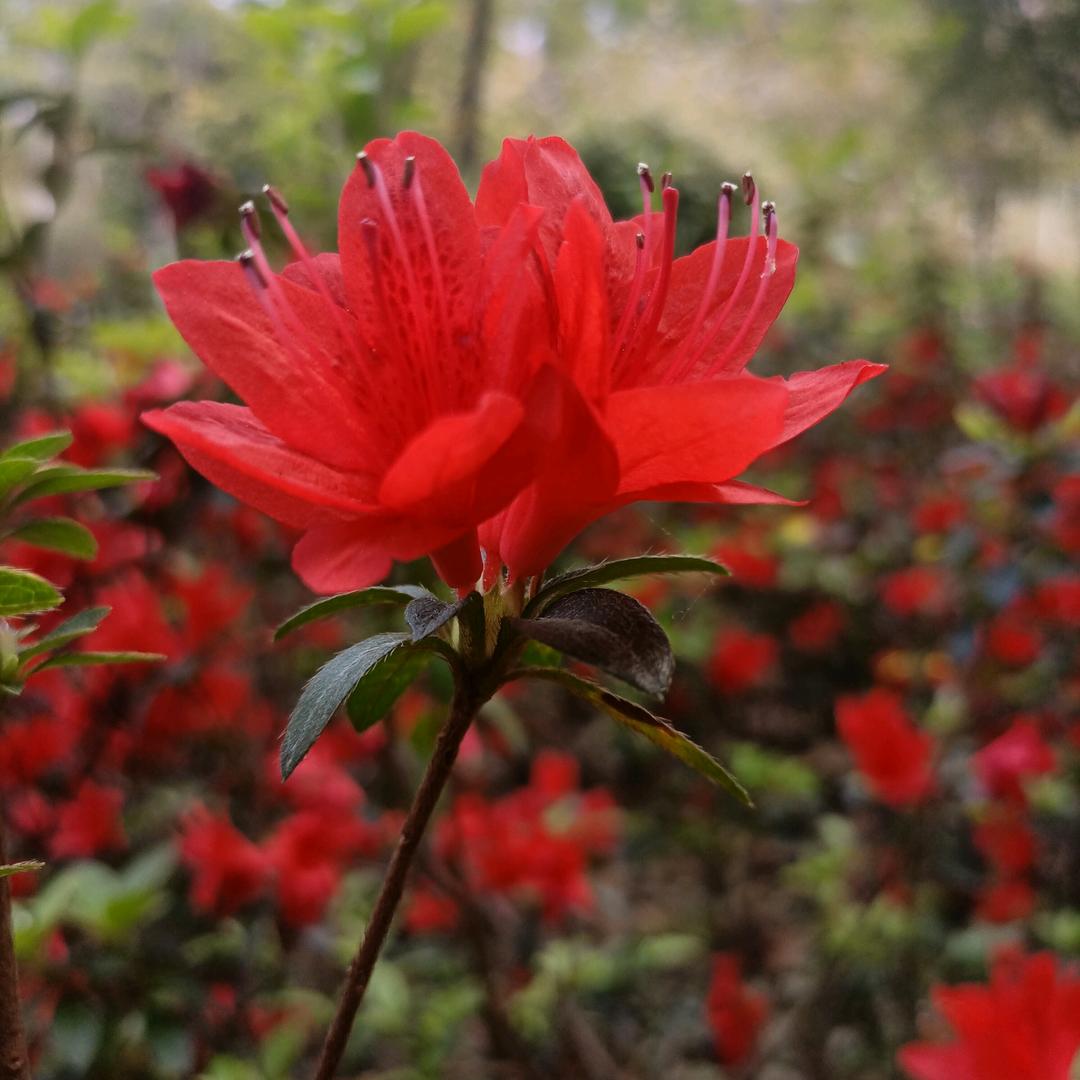 芝足常乐