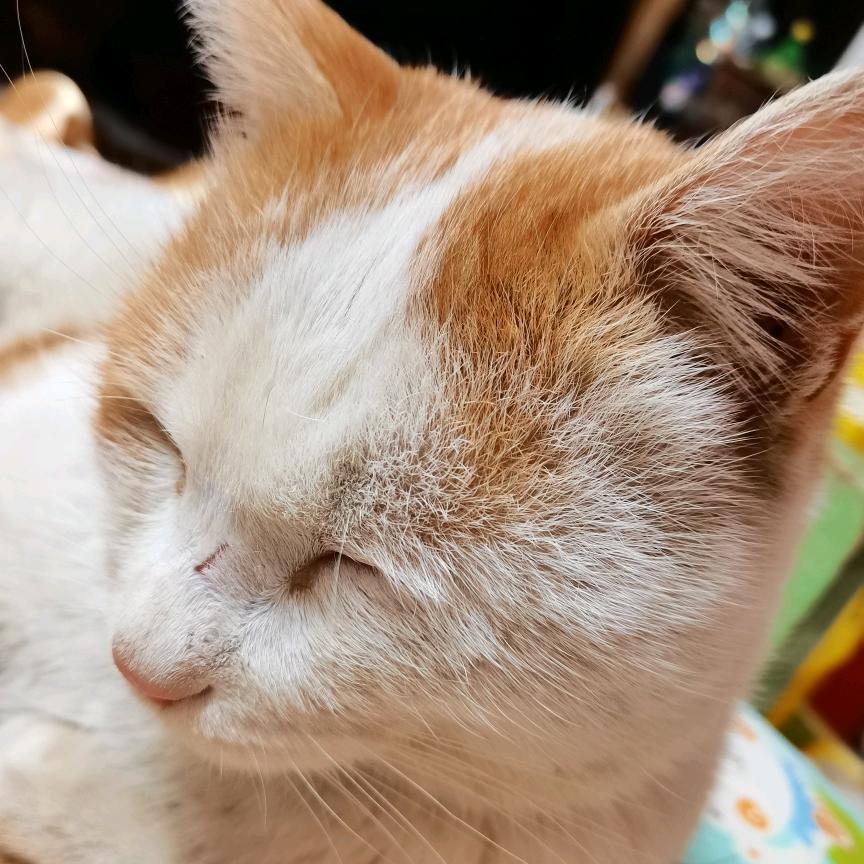 衣袂飘飘小橘姬