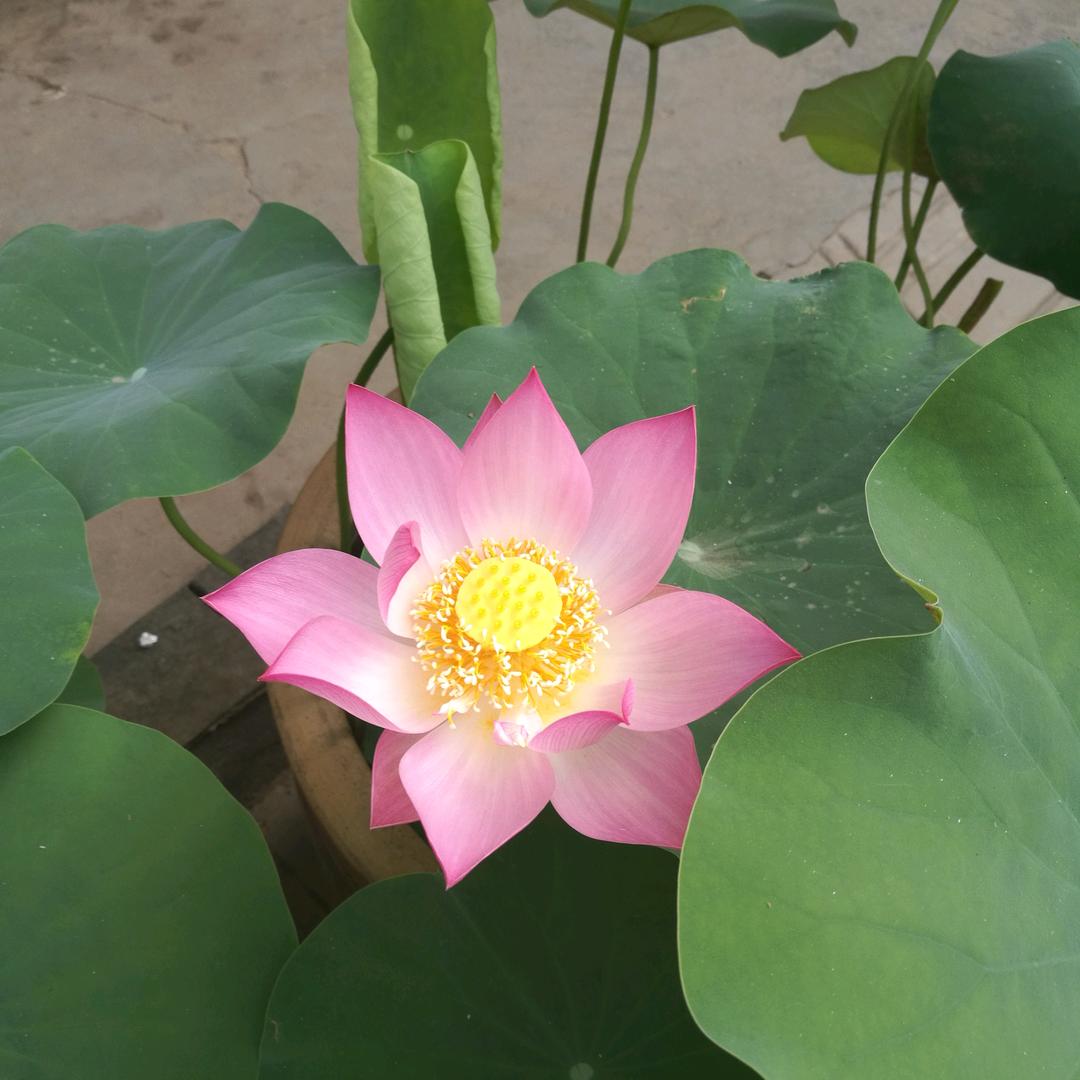 追月