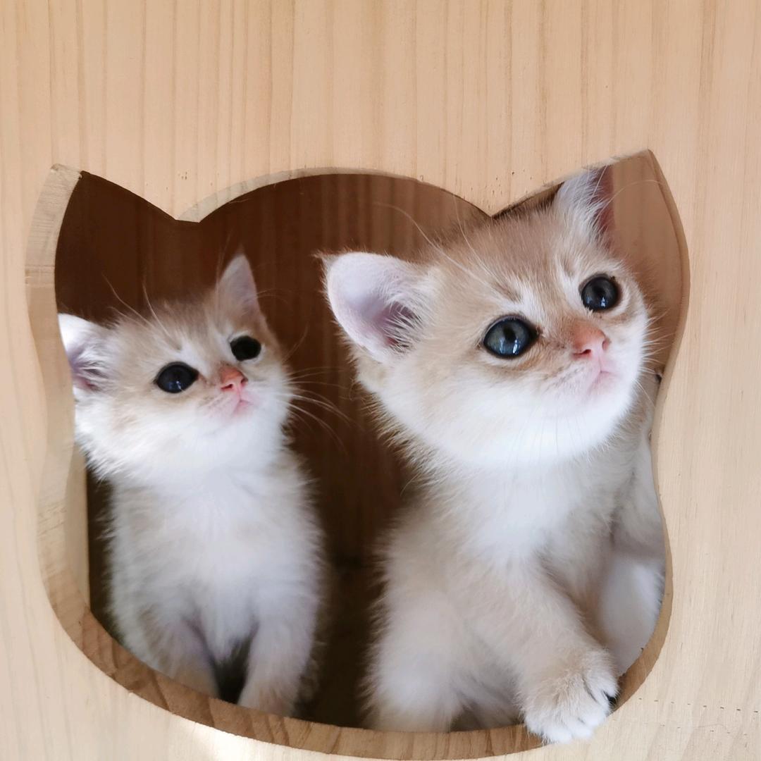 蓝金妹妹找新家