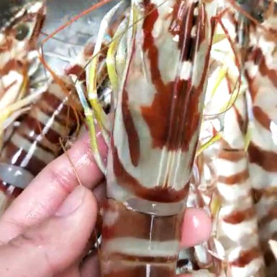 东山县食至鲜水产品