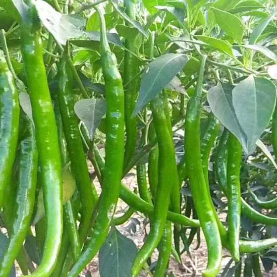 小围子洋丰复合肥