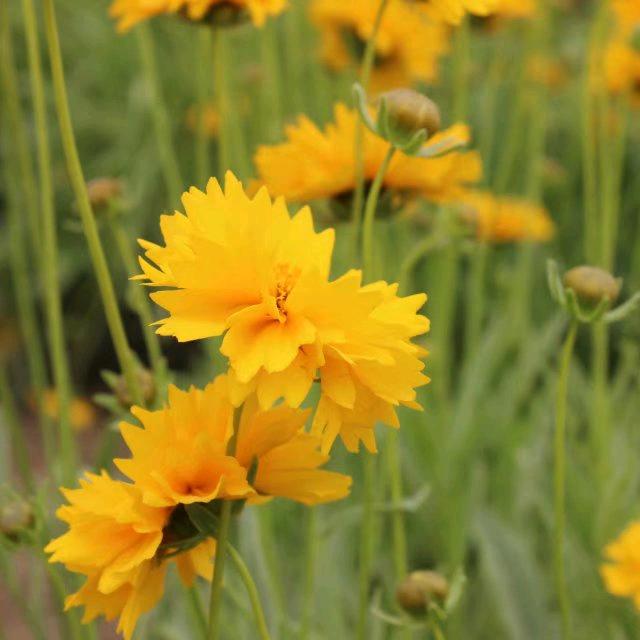 欢乐豆😊😊😊