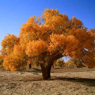 大漠胡杨