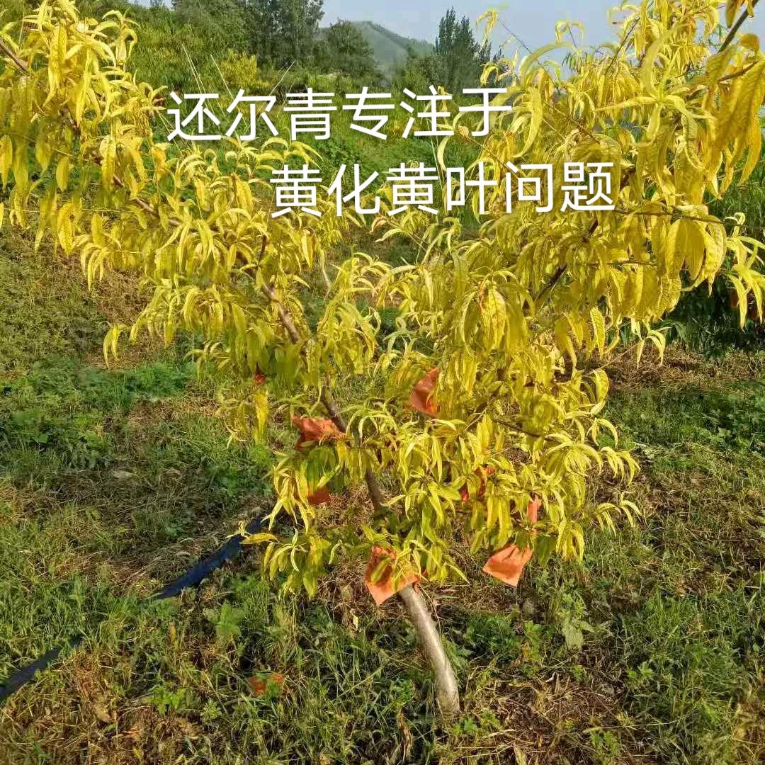 还尔青