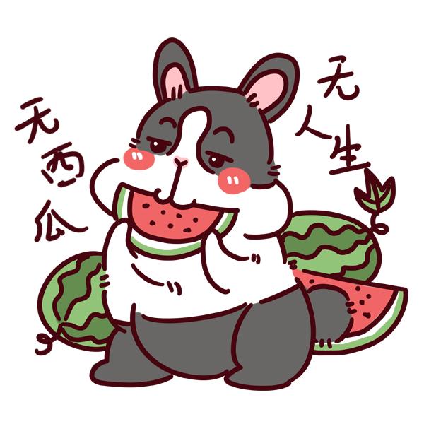 娱酱小白