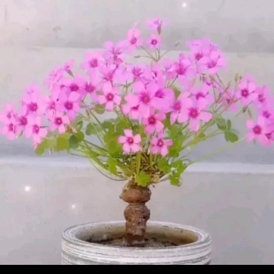 壹笑而过
