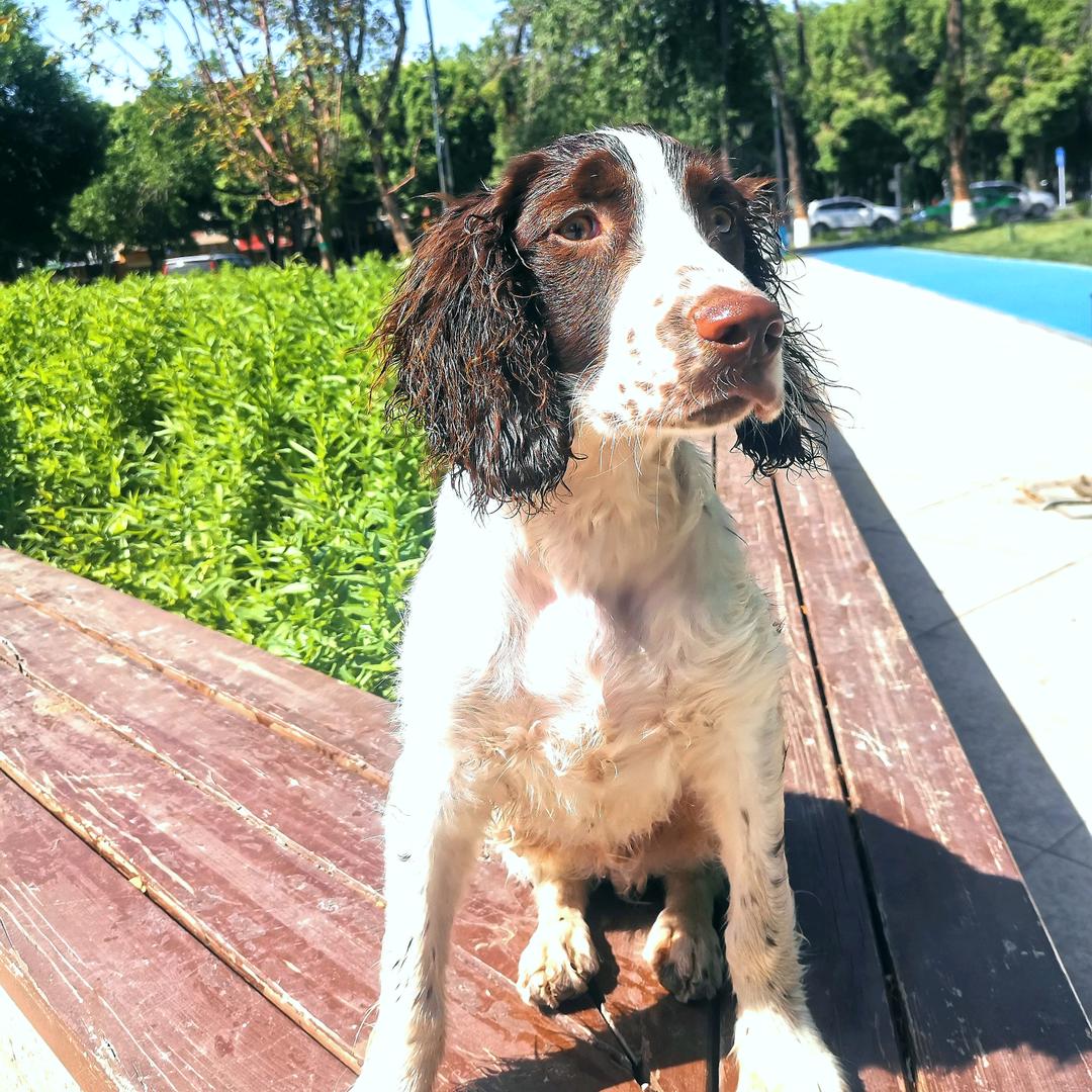 🔥草根训犬师🔥老景《新疆石河子》