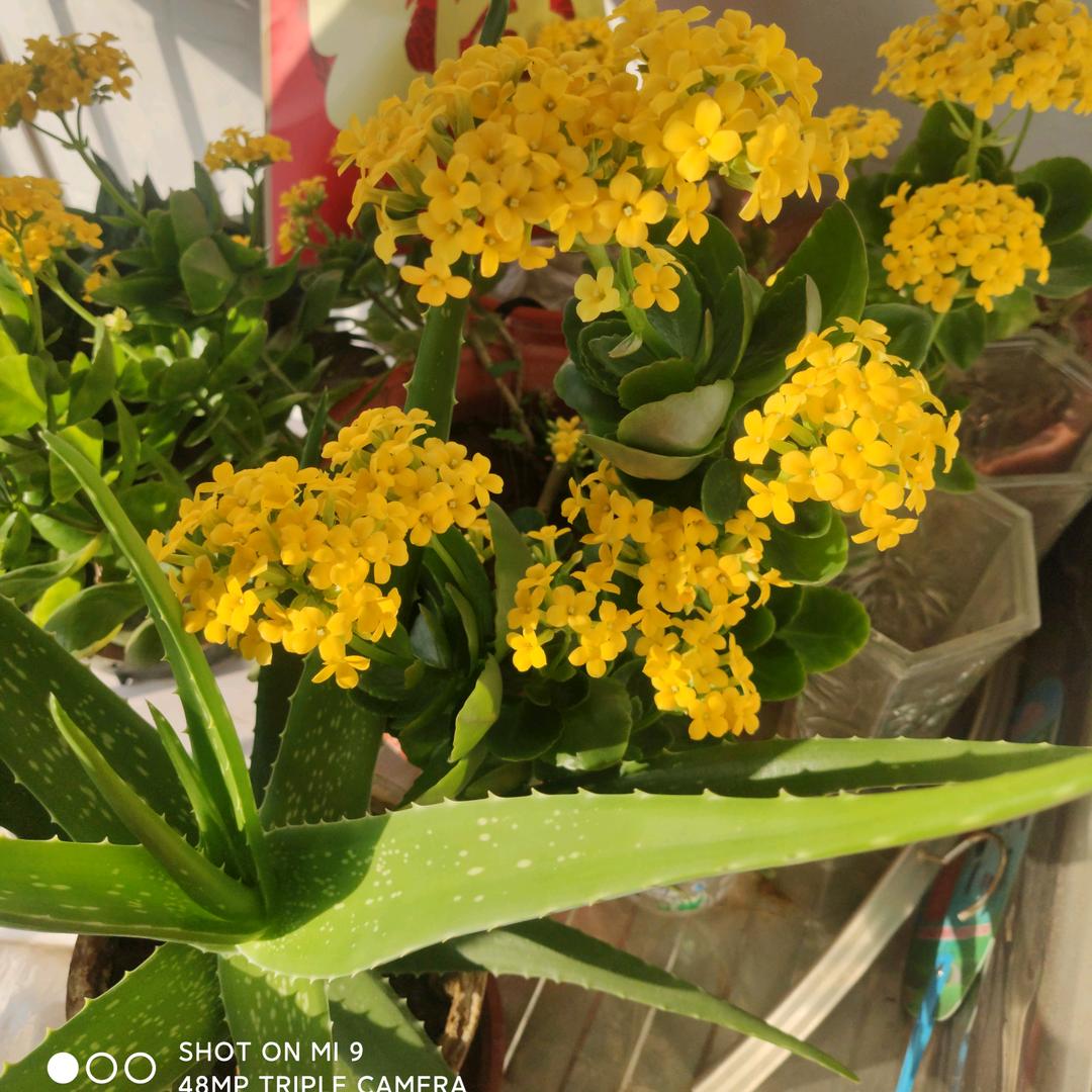 我就是我，不一样的烟火