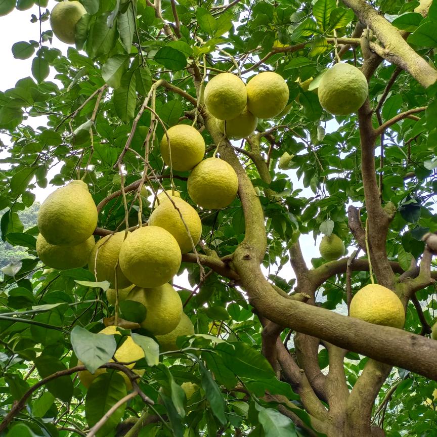 淳润家庭农场，柚子哥