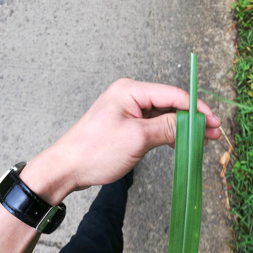 嘿！小刘呀