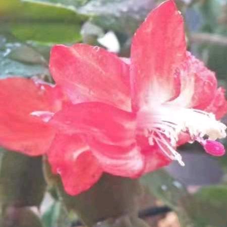 六零后的——红