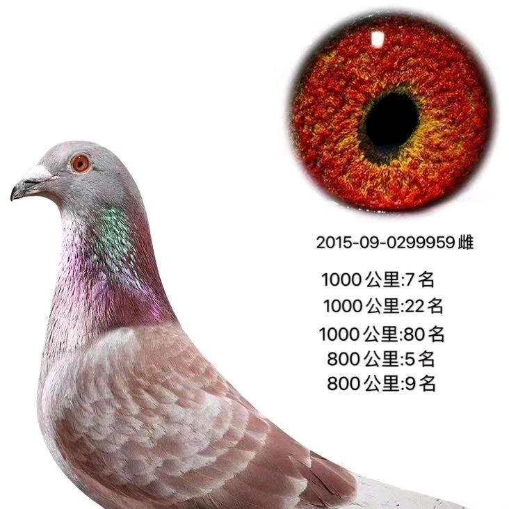 皓茗赛鸽
