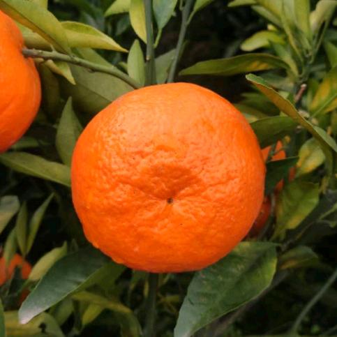 湖南益阳曾畅果苗专业合作社企业店