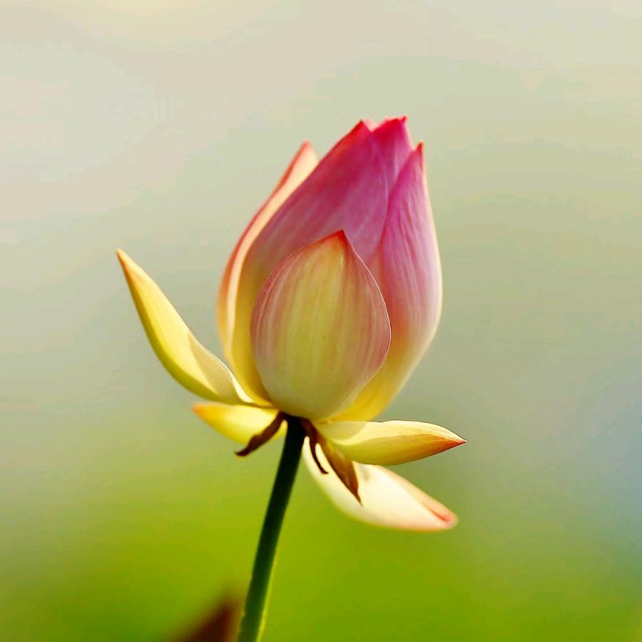 静芝