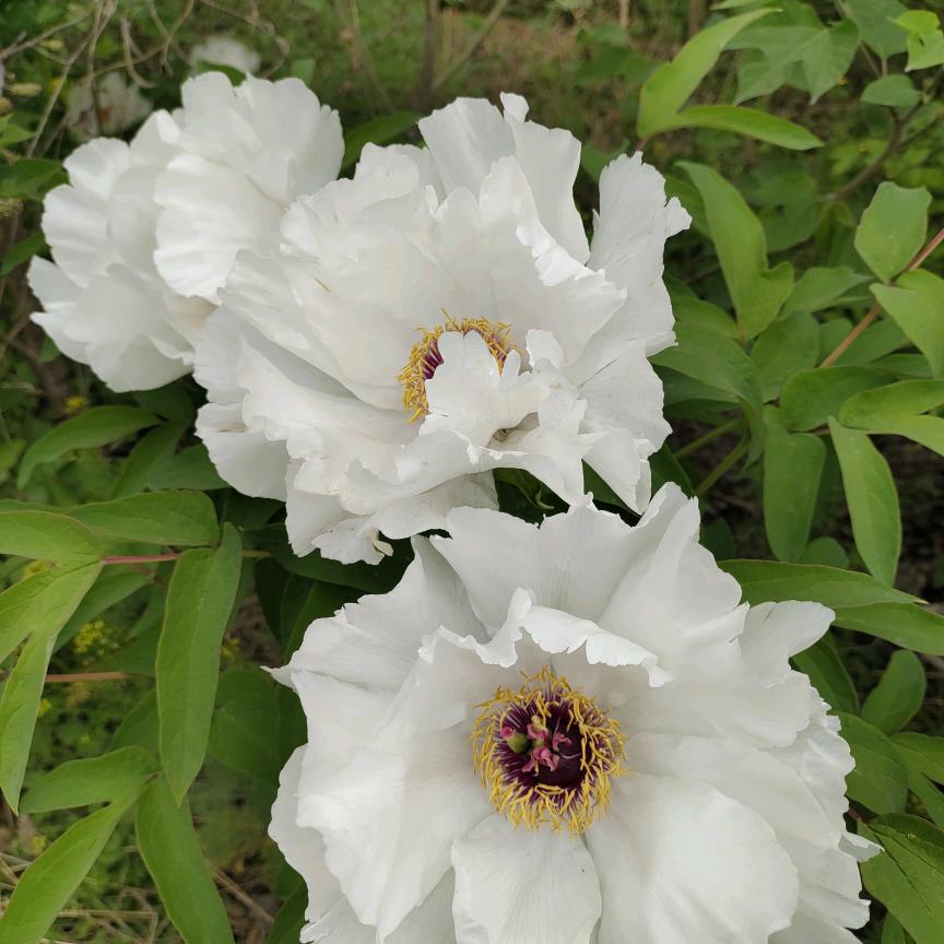 杜鹃花开