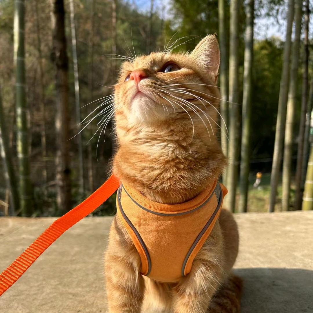山竹是只橘喵