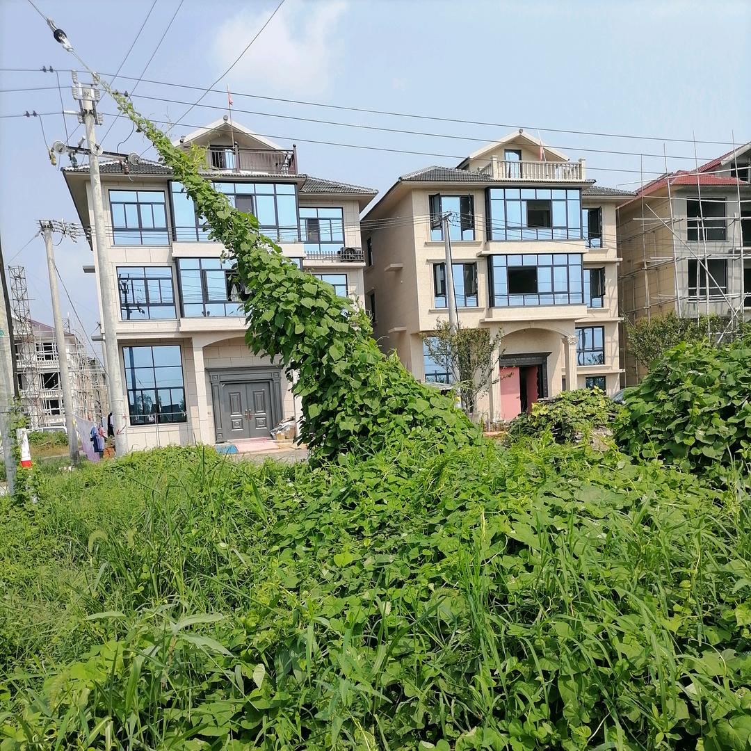 绿色天然