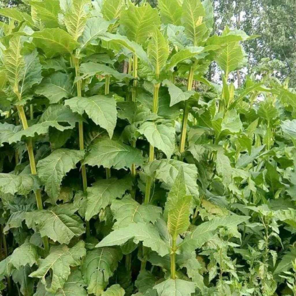 万千牧草种子