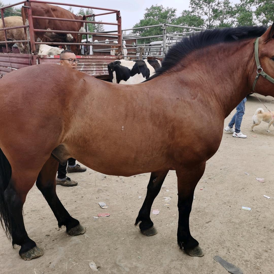 乌兰察布市牛经济亮亮