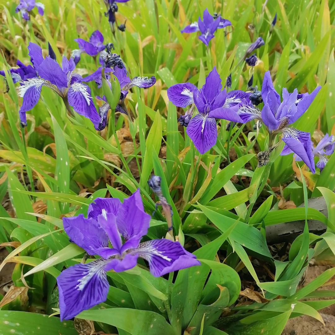 兰花