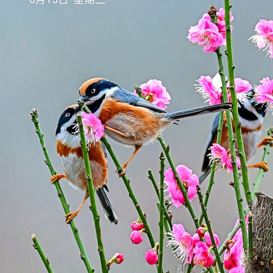 思亲挂母