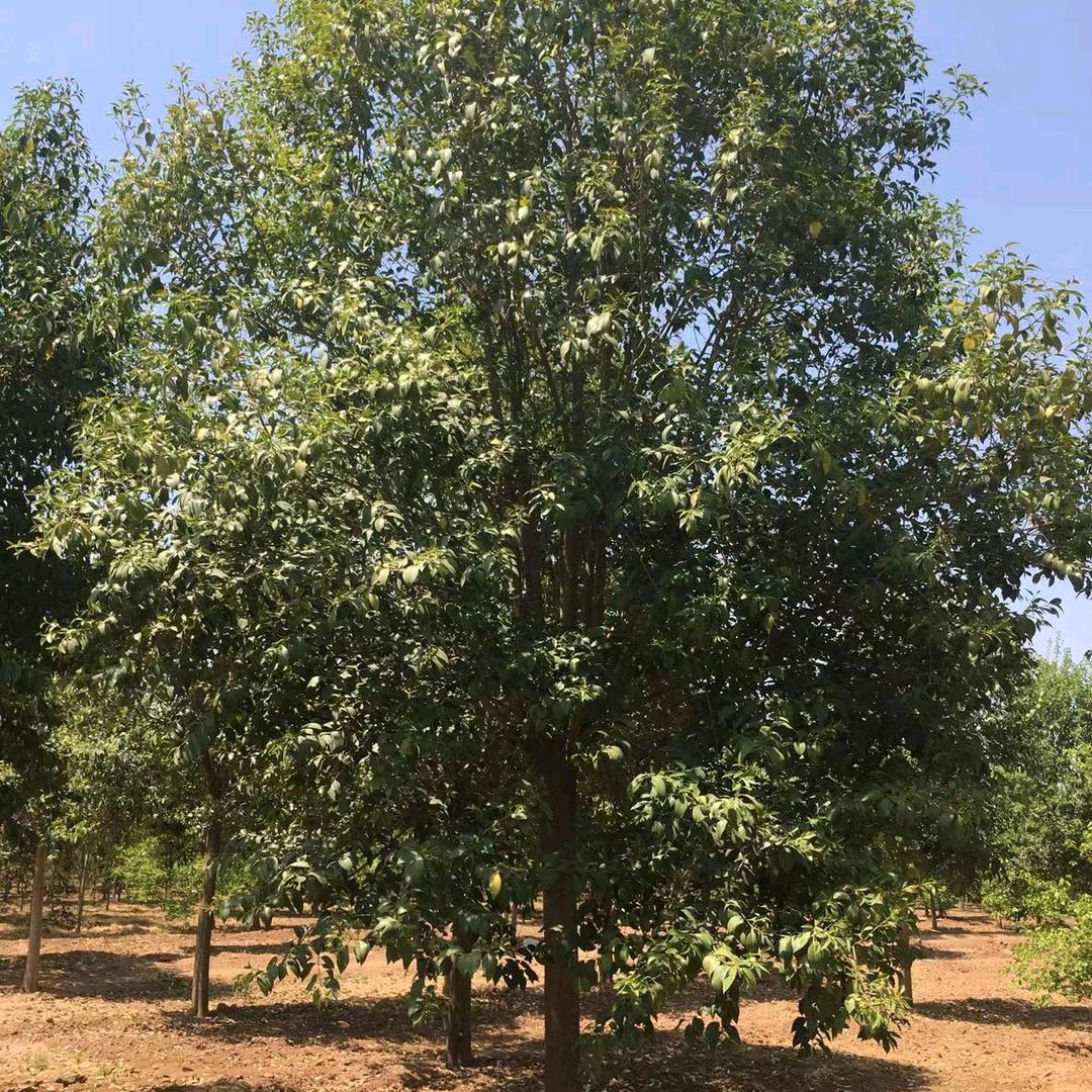 焦作铭启园林绿化