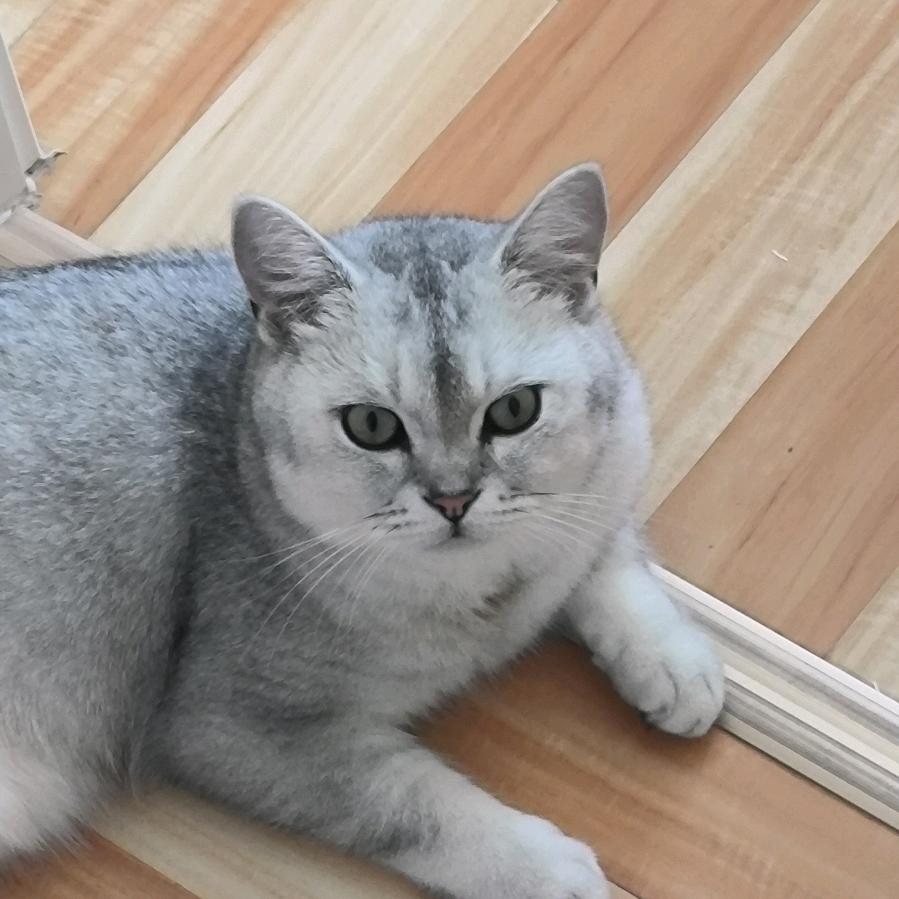 我家猫会前滚翻
