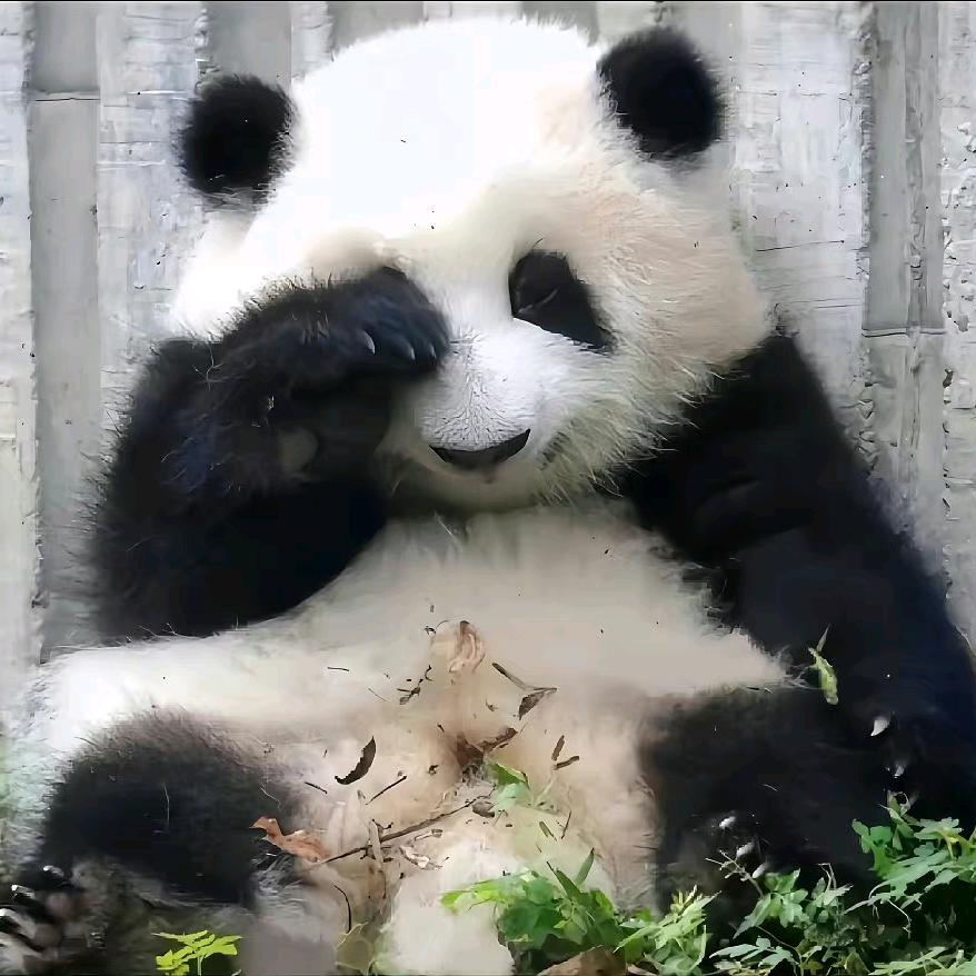 每天都要吃辣椒