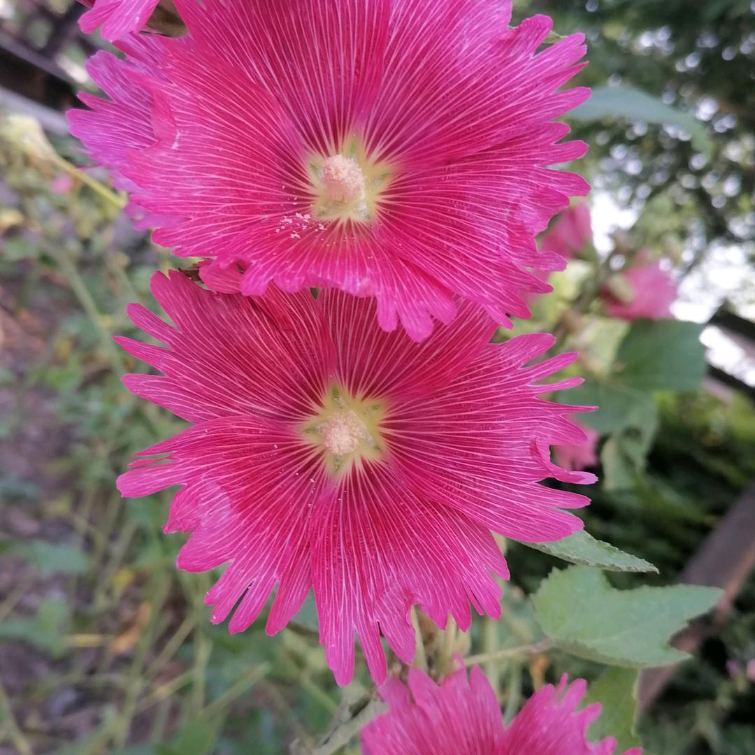 海棠🌸依旧《谢绝连赞》