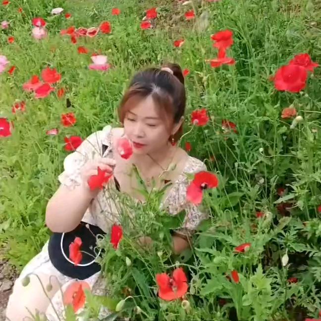菩提草